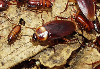 CRAWLING AND FLYING PEST MANAGEMENT